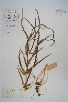 藏品(箭葉鳳尾蕨)的圖片