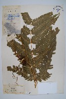 藏品(三角脈鳳尾蕨)的圖片