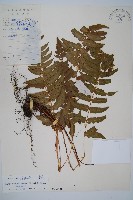 藏品(迷人鱗毛蕨、異蓋鱗毛蕨)的圖片