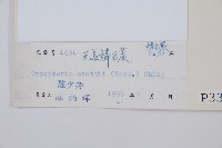 藏品(史氏鱗毛蕨)的圖片