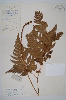 藏品(大片複葉耳蕨)的圖片