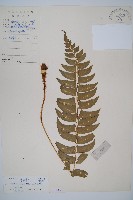 藏品(鐮羽貫眾)的圖片