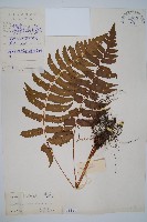 藏品(迷人鱗毛蕨、異蓋鱗毛蕨)的圖片