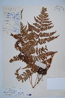 藏品(闊鱗鱗毛蕨)的圖片