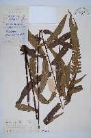 藏品(黑桫蕨)的圖片