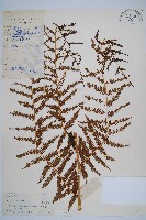 藏品(大羽桫欏)的圖片