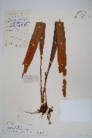 藏品(光石韋)的圖片