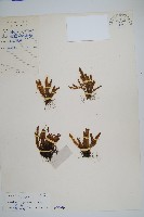 藏品(紅毛禾葉蕨)的圖片