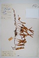 藏品(抱樹石葦)的圖片