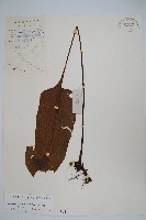 藏品(盾蕨)的圖片