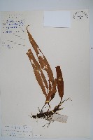 藏品(粵瓦葦)的圖片