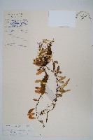 藏品(抱石蓮)的圖片