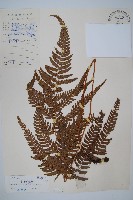 藏品(南海鱗毛蕨)的圖片