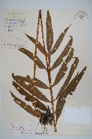 藏品(大線蕨)的圖片