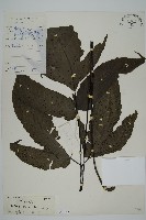 藏品(燕尾三叉蕨)的圖片