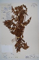 藏品(落鱗鱗毛蕨)的圖片