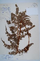 藏品(闊鱗鱗毛蕨)的圖片