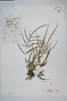 藏品(鳳尾蕨)的圖片