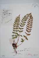 藏品(貫眾蕨)的圖片