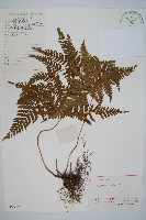 藏品(南海鱗毛蕨)的圖片