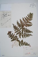 藏品(中華鱗毛蕨)的圖片