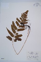 藏品(江南短腸蕨)的圖片