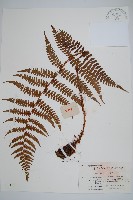 藏品(黑足鱗毛蕨)的圖片