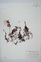 藏品(華南膜蕨)的圖片