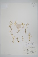 藏品(姬卷柏)的圖片