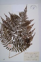 藏品(修株蹄蓋蕨)的圖片