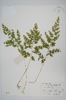 藏品(江南卷柏)的圖片