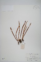 藏品(相異石韋)的圖片