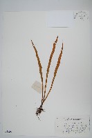 藏品(相異石韋)的圖片