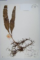 藏品(波氏星蕨)的圖片