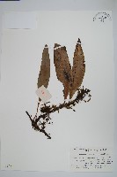 藏品(波氏星蕨)的圖片