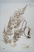 藏品(日本金粉蕨)的圖片