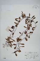 藏品(抱石蓮)的圖片