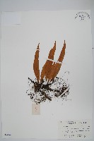 藏品(粵瓦葦)的圖片