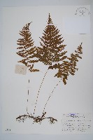 藏品(密腺副金星蕨)的圖片