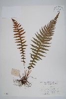 藏品(翅軸假金星蕨、短柄卵果蕨)的圖片