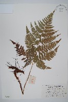 藏品(小葉複葉耳蕨)的圖片