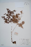 藏品(中華鱗毛蕨)的圖片