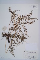 藏品(修株蹄蓋蕨)的圖片