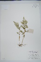 藏品(玉山卷柏)的圖片