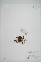 藏品(華東膜蕨)的圖片