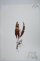 藏品(粵瓦葦)的圖片