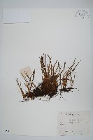 藏品(廬山瓦葦)的圖片