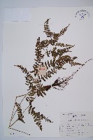 藏品(日本蹄蓋蕨)的圖片