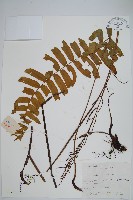 藏品(華東瘤足蕨)的圖片