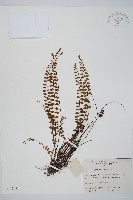 藏品(鐵角蕨)的圖片